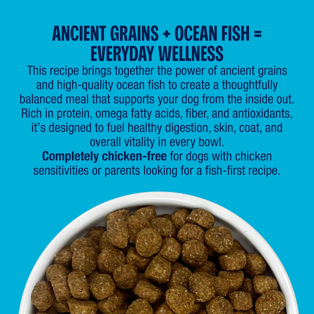 Muenster Ancient Grains Ocean Fish Recipe kibble with ancient grains for everyday wellness
