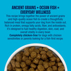 Muenster Ancient Grains Ocean Fish Recipe kibble with ancient grains for everyday wellness