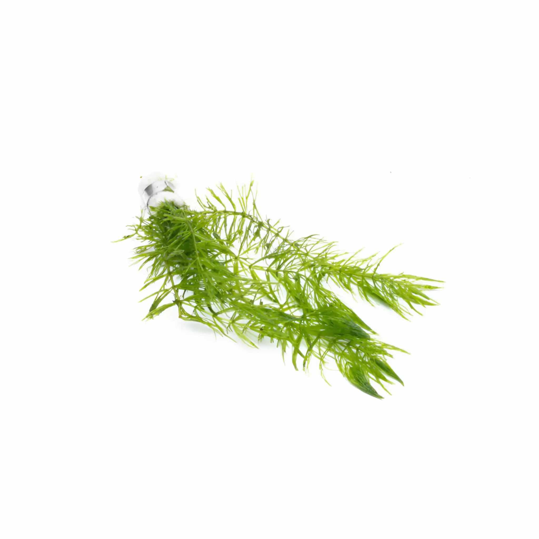 Live Hornwort Aquarium Plant Bunches for Floating or Planted Freshwater Tanks, Packs of Three or Six source image 7