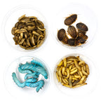 Live Feeder Insect Variety Pack for Reptiles, Combining Larvae, Roaches, Hornworms and Waxworms source image 7