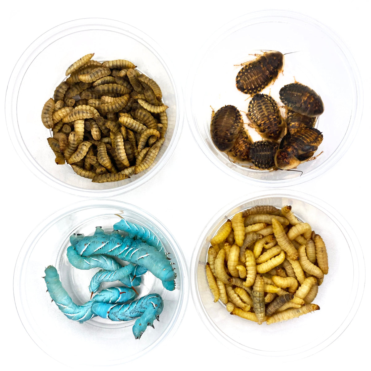 Live Feeder Insect Variety Pack for Reptiles, Combining Larvae, Roaches, Hornworms and Waxworms source image 7