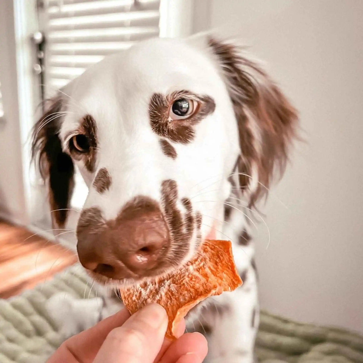 Single-Ingredient Sweet Potato Dog Treats, USA-Made Low-Fat Chews in One, Two or Three Bag Packs source image 7