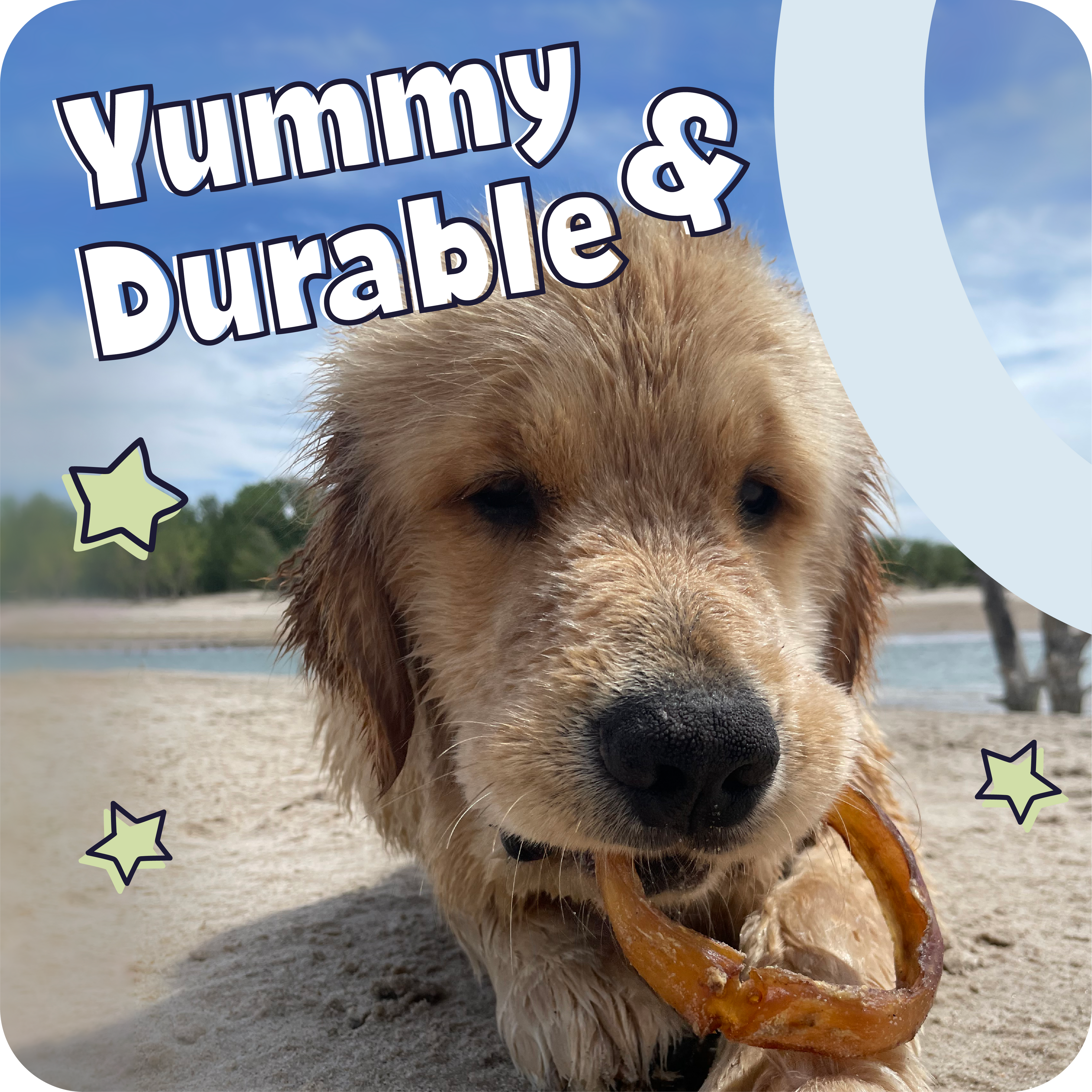 Spiral Bully Sticks for Dogs, Slow-Roasted Beef Pizzle Chews in 3, 10, 25 or 50 Count Packs source image 7