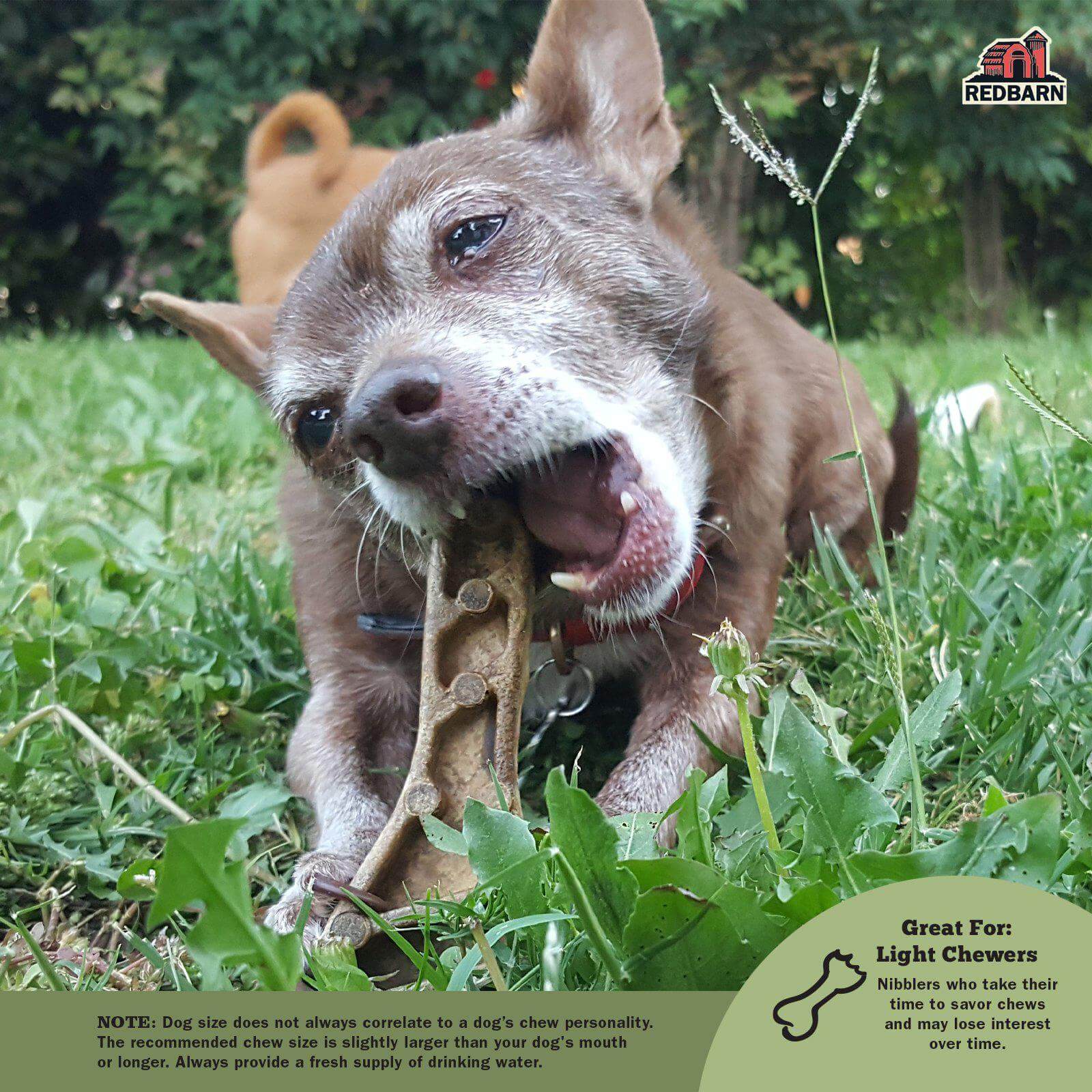 Dental Brush Chews for Dogs, Ridged Limited-Ingredient Treats in Small or Large Packs for Daily Oral Care source image 7