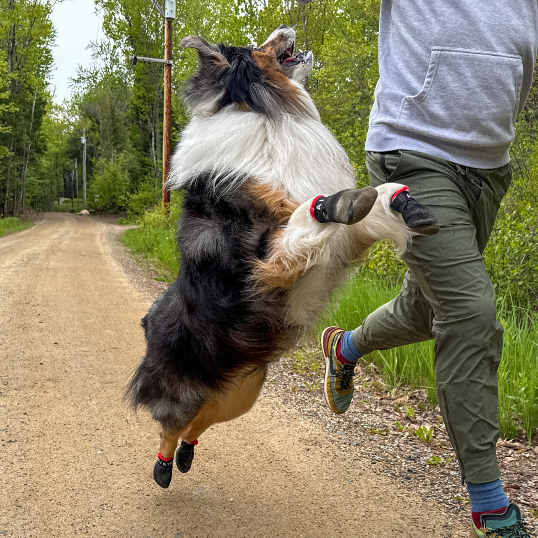 Flexible Dog Booties, Set of Four Water-Resistant Paw Protectors for Hot Pavement, Trails and Winter Walks source image 7