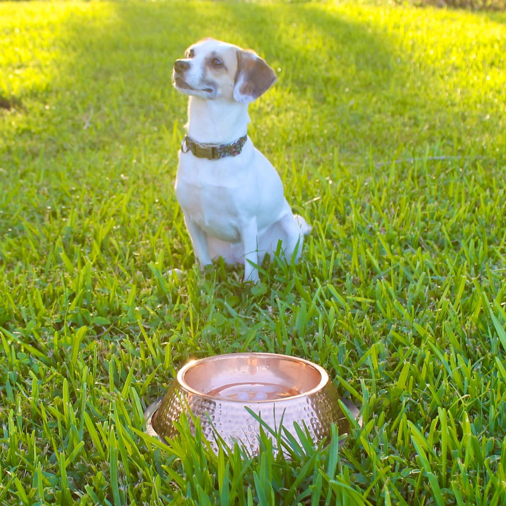 Hand-Hammered Pure Copper Pet Water Bowl for Cats and Dogs, Polished Finish in 27 oz and 51 oz Sizes source image 7
