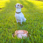 Hand-Hammered Pure Copper Pet Water Bowl for Cats and Dogs, Polished Finish in 27 oz and 51 oz Sizes source image 7