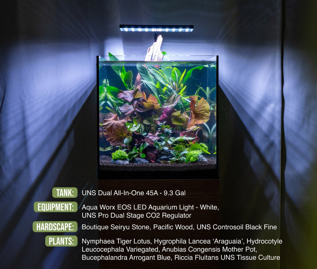 Riccia Fluitans Tissue Culture Aquarium Plant for Bright Green Floating Mats and Hardscape Carpeting source image 7