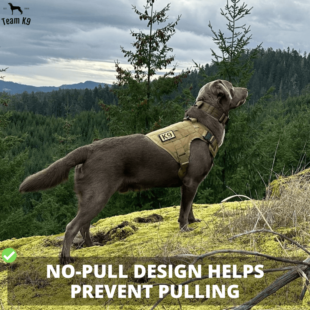 Heavy-Duty Tactical No-Pull Dog Harness with Dual D-Ring Control and Quick-Release Metal Buckles product image 7