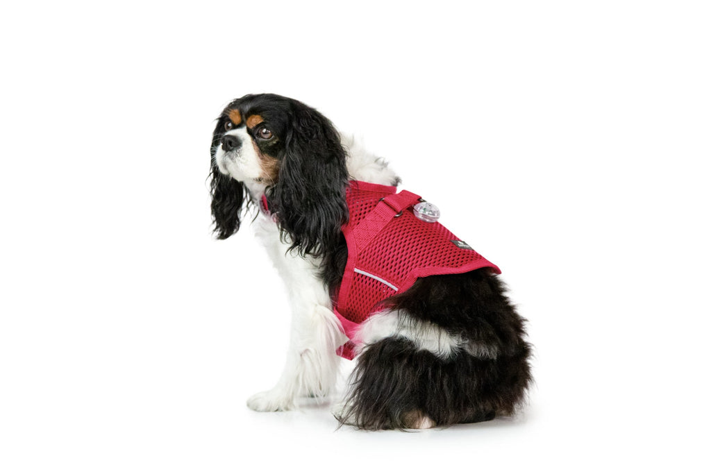 Martingale Dog Harness product image 7