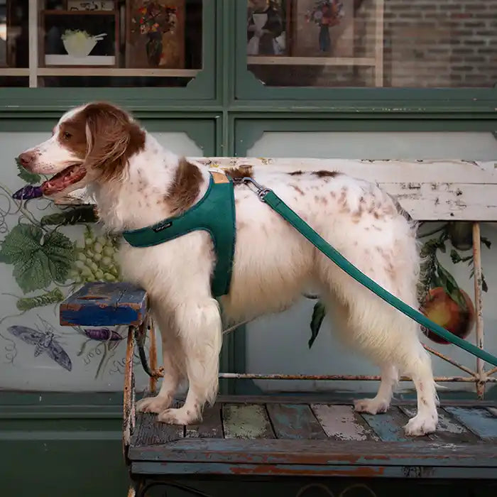 Lightweight Air Mesh Dog Harness product image 7