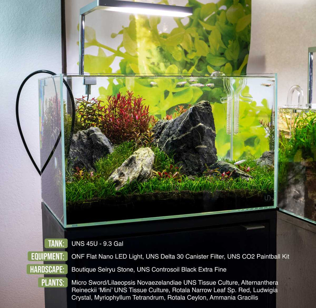Red Rotala Aquarium Stem Plant product image 7