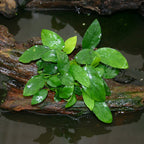 Live Anubias Barteri Aquarium Plant product image 7