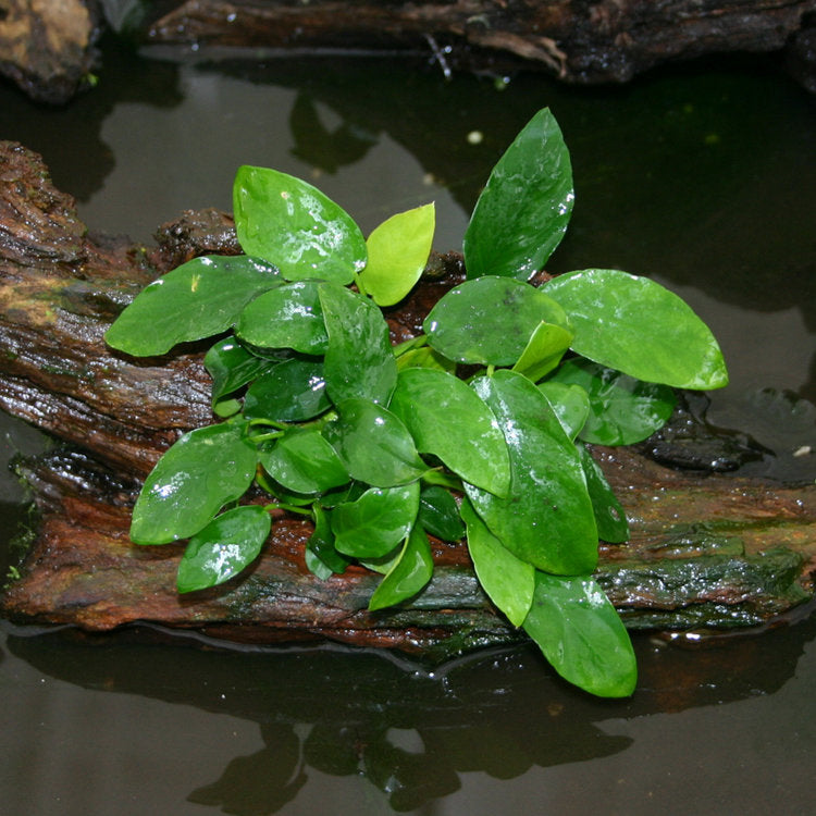 Live Anubias Barteri Aquarium Plant product image 7