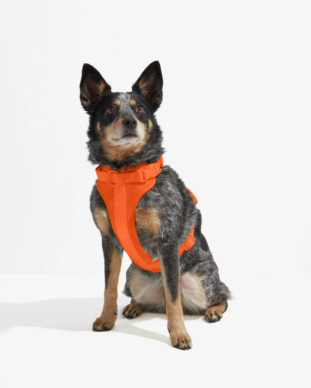 Dog Harness product image 7