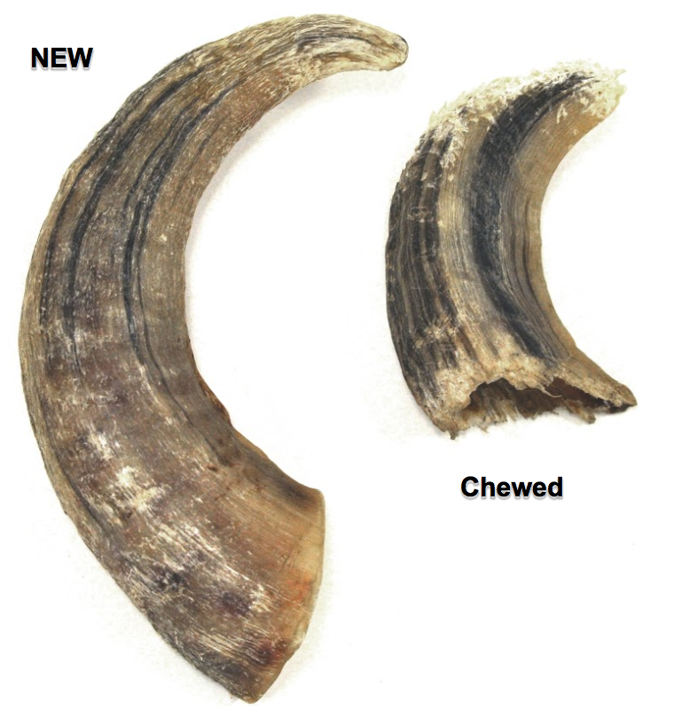 Large Lamb Horn Dog Chew product image 7