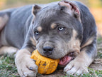 Dog Toy Box product image 7