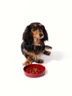 Slow Feeder Bowl product image 7