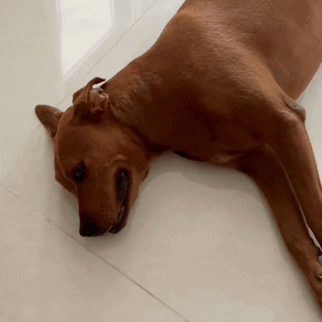 Dog Cooling Mat product image 7