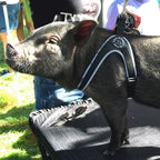 Pet Harness product image 7