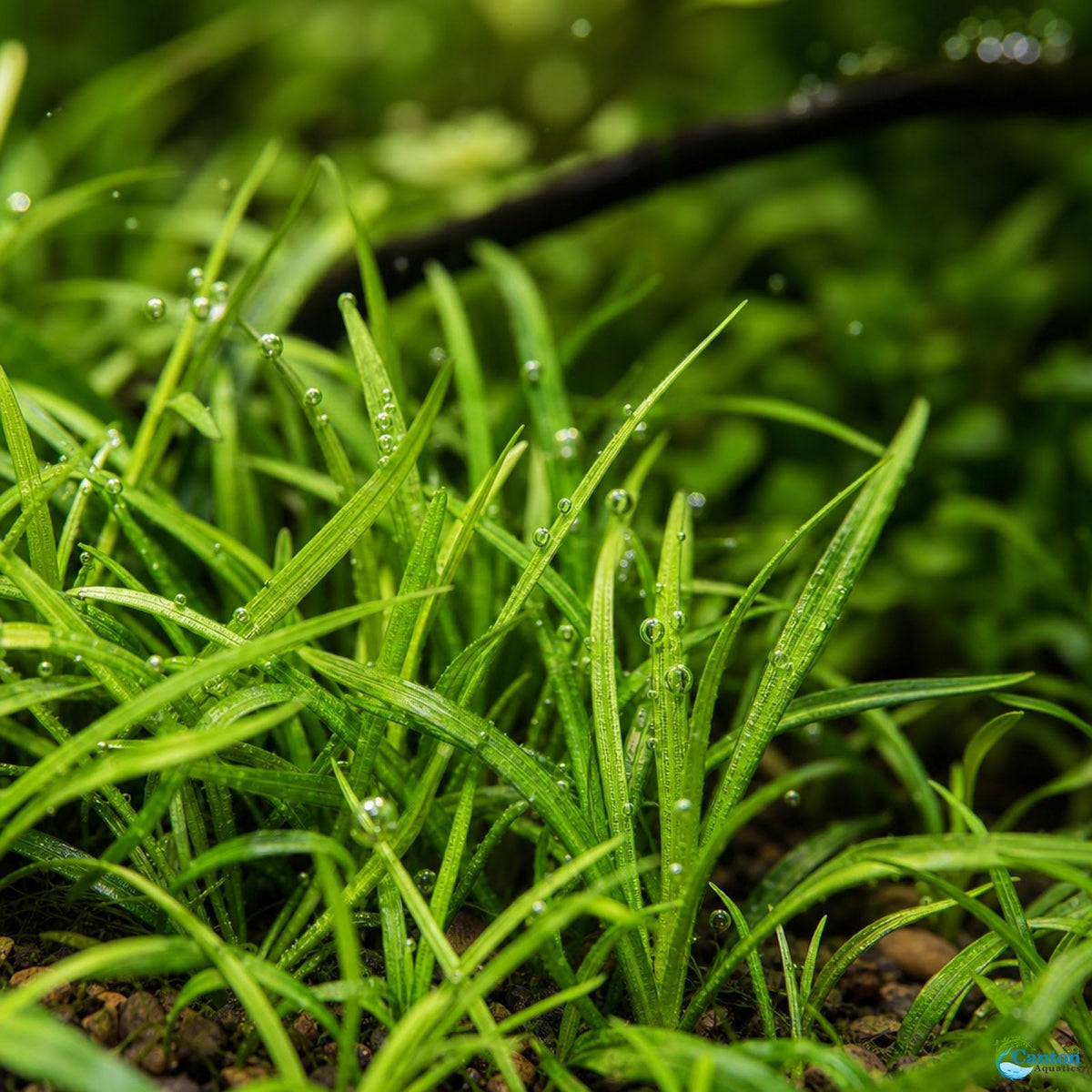 Live Aquarium Plant product image 7