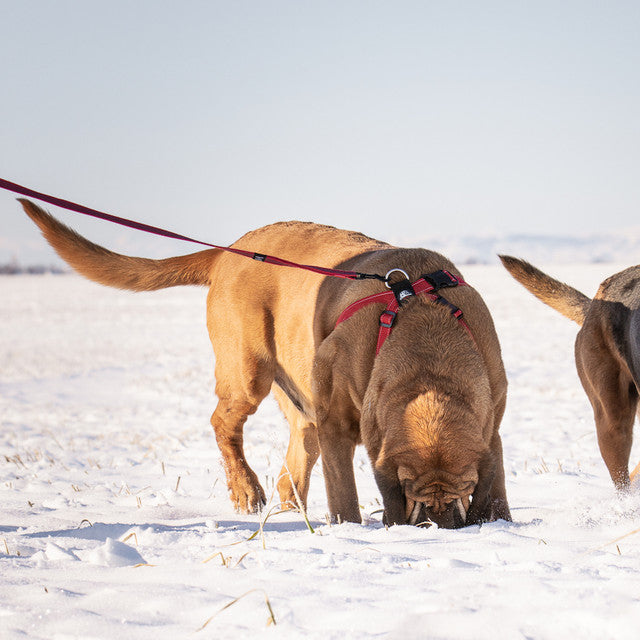 Dog Training Leash product image 7