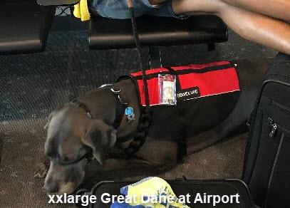 Service Dog Vest product image 7