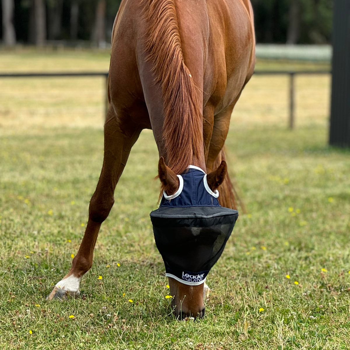 Horse Fly Mask product image 7