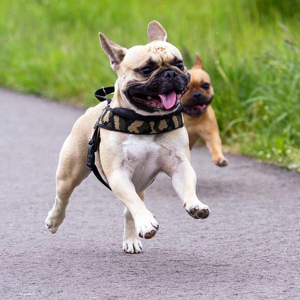 Dog Harness product image 7