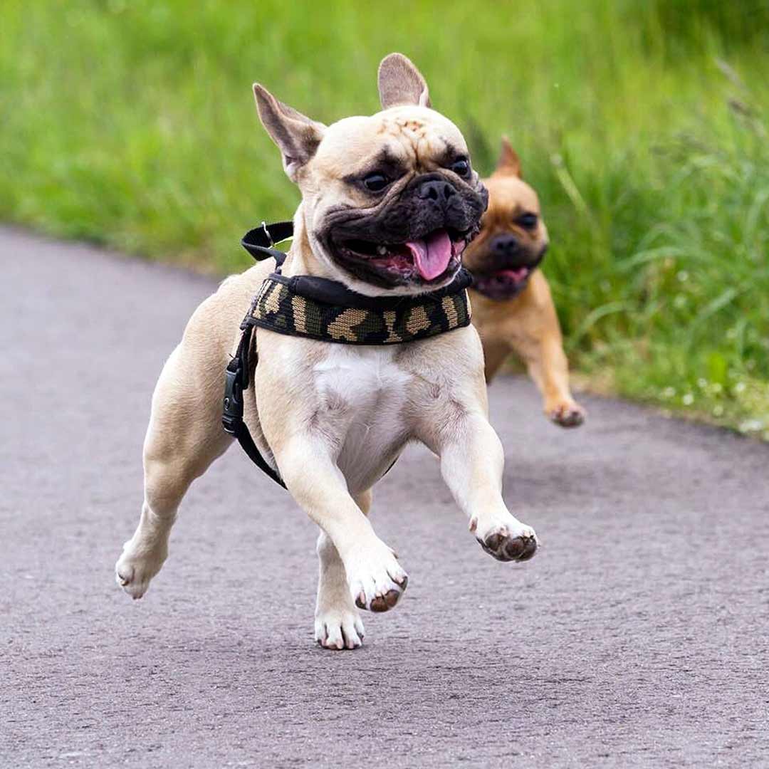 Dog Harness product image 7
