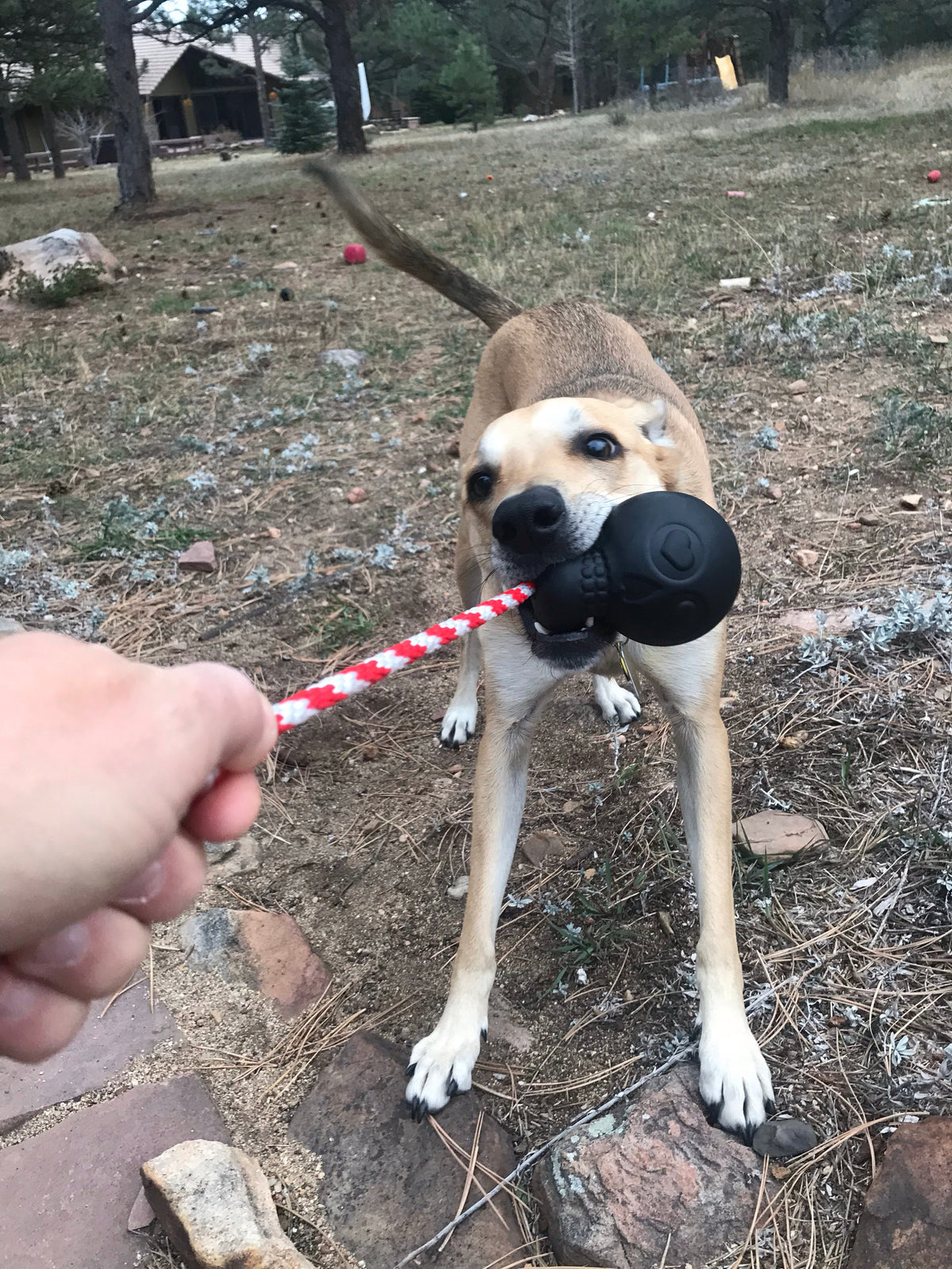 Dog Chew Toy product image 7