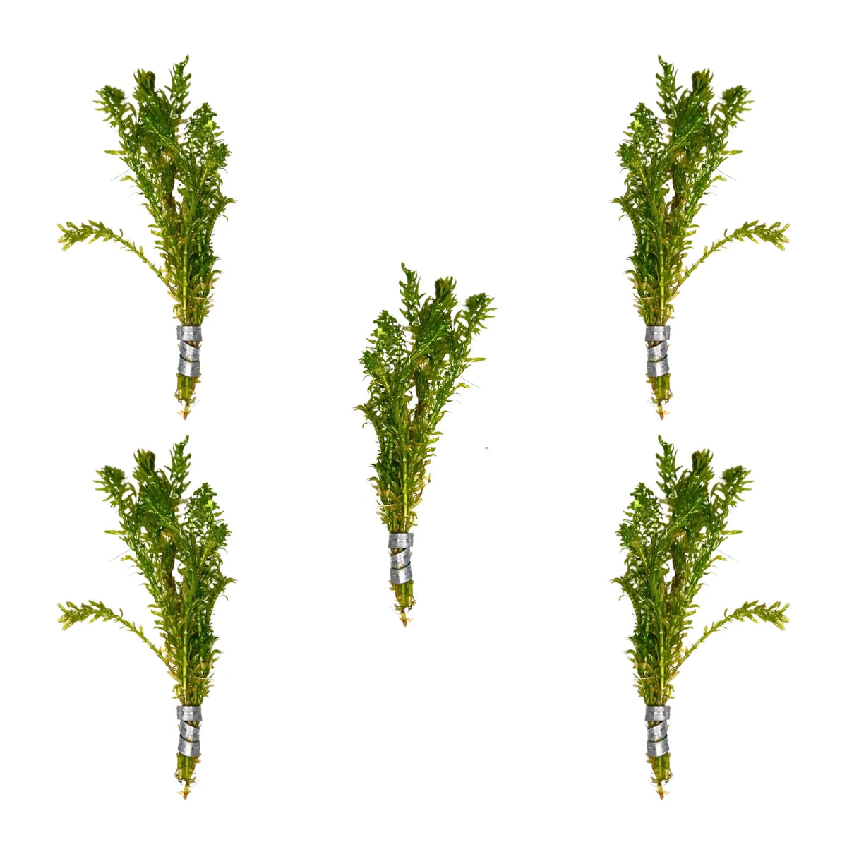 Aquatic Plants product image 7