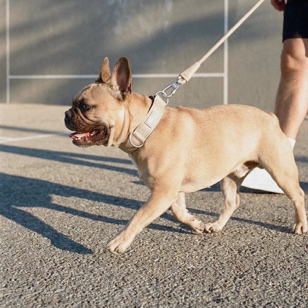 Tactical Dog Collar product image 7