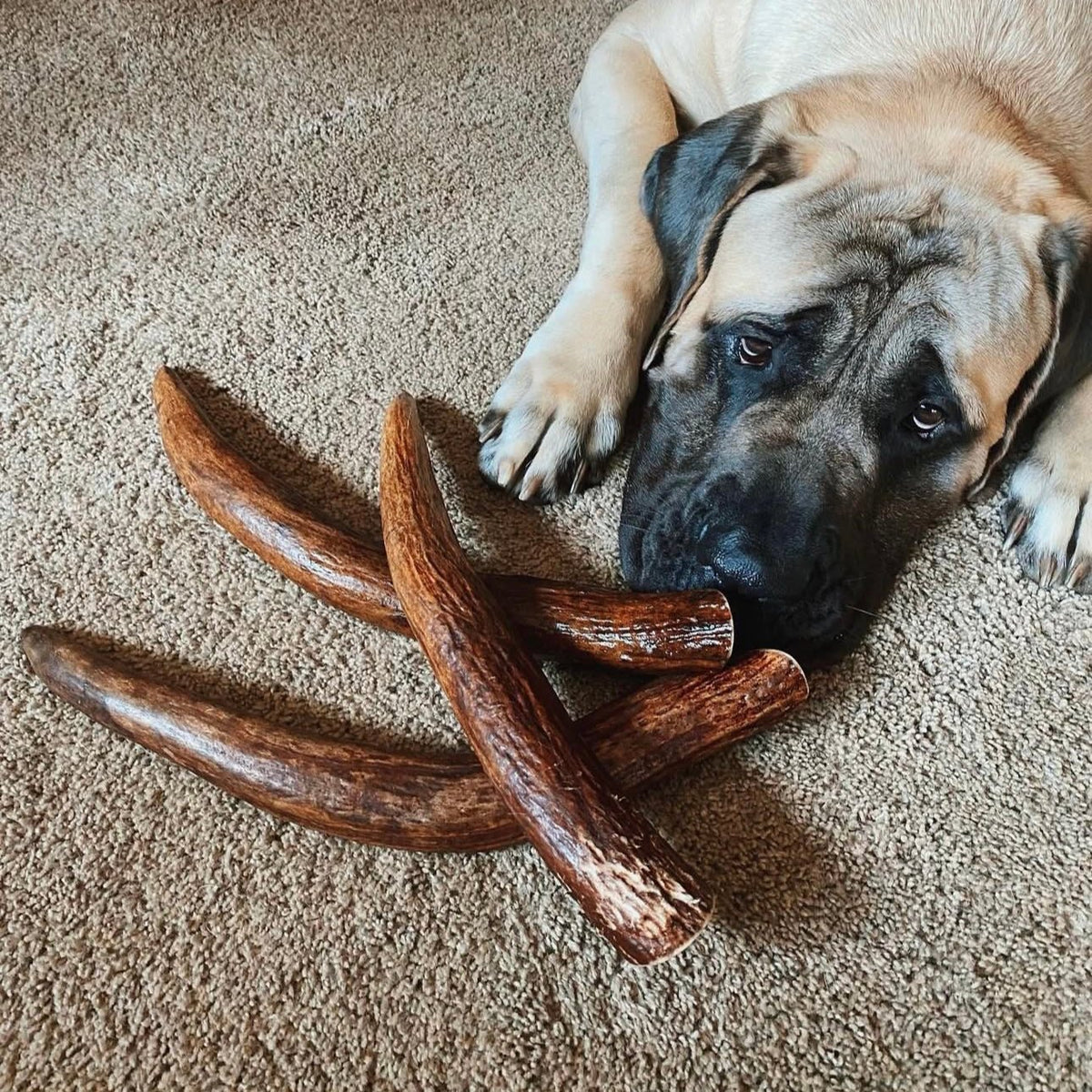 Moose Antler Dog Chew product image 7