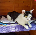 Quilted Dog Cooling Mat product image 7