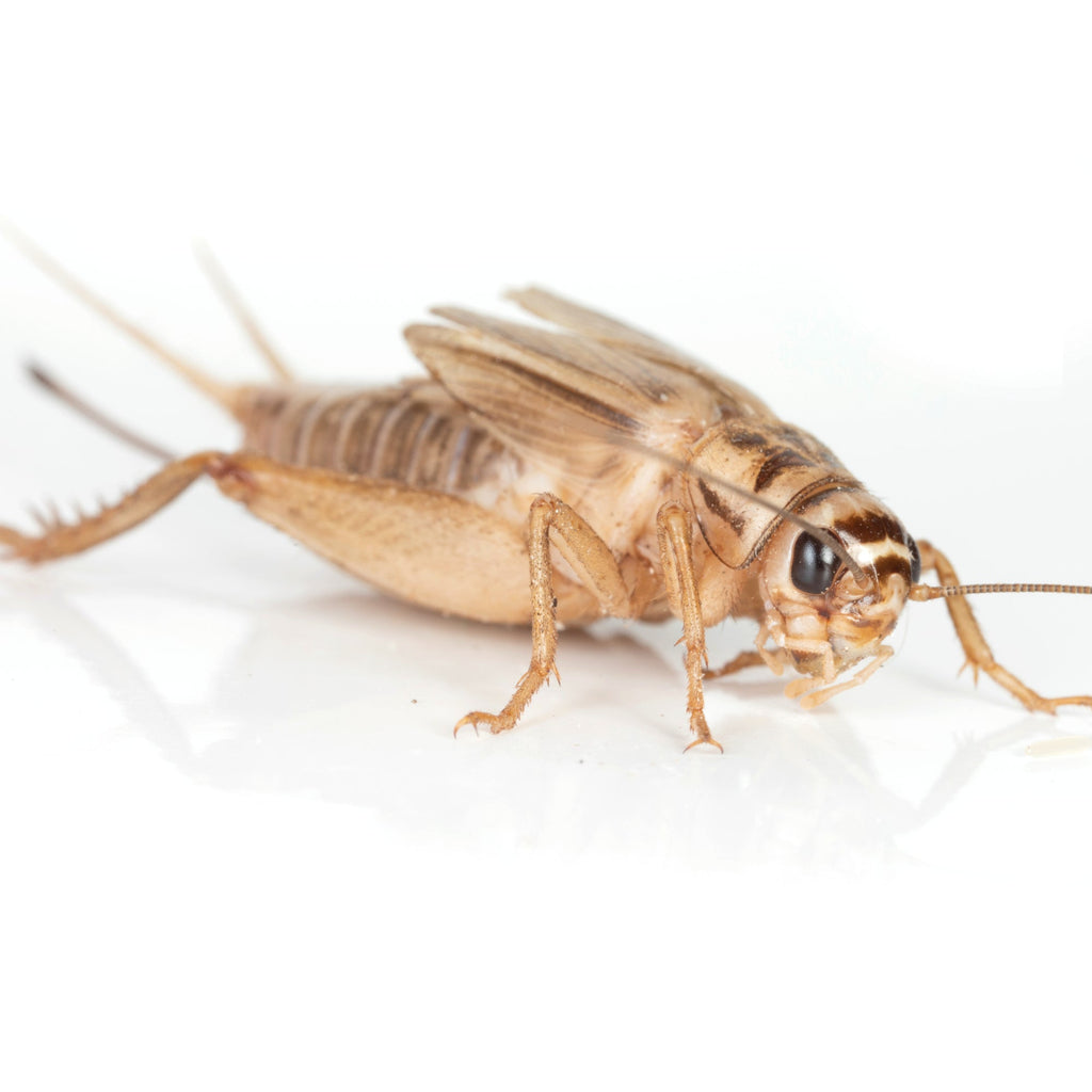 Live Feeder Crickets product image 7