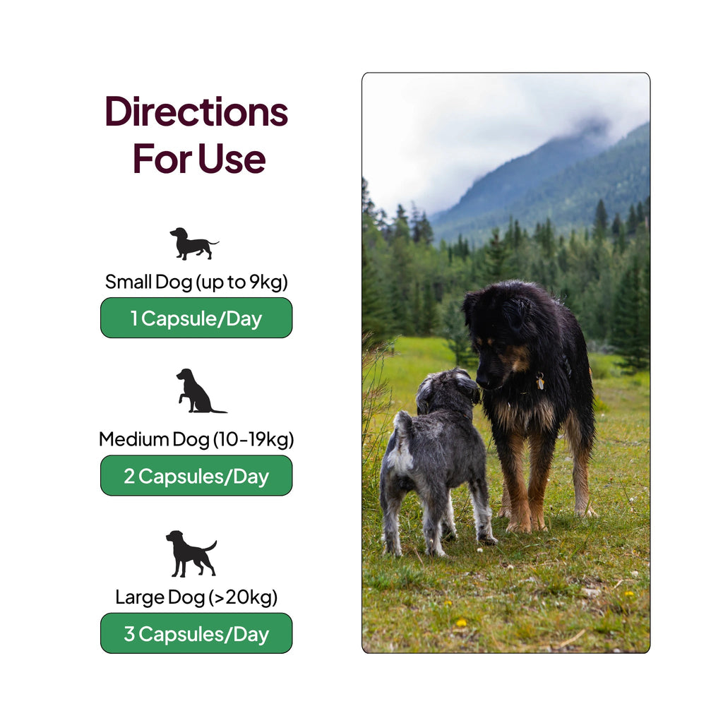 Dog Joint Supplement product image 7