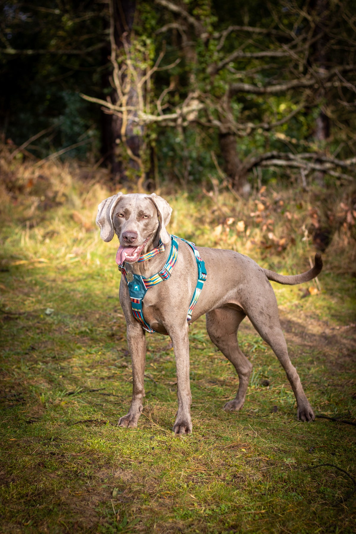 Dog Harness product image 7