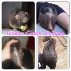 Dog Shampoo Conditioner Set product image 7