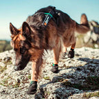 Dog Boots product image 7
