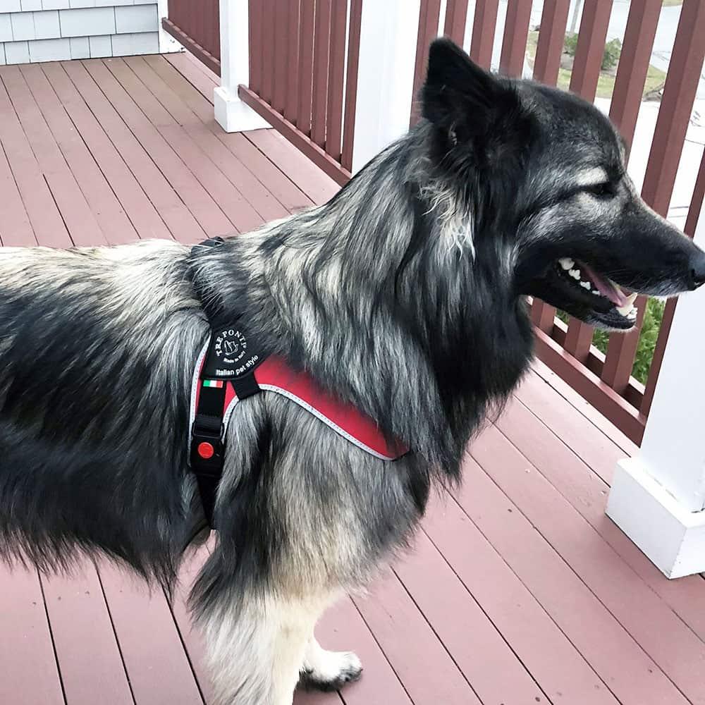 Dog Harness product image 7
