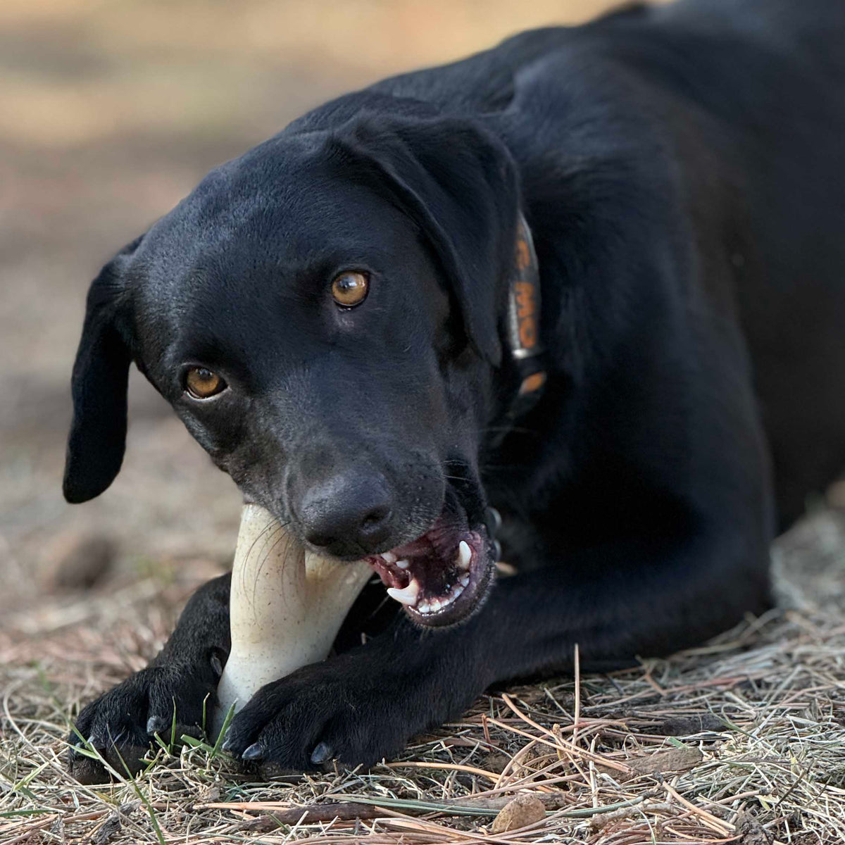 Nylon Dog Chew Toy product image 7