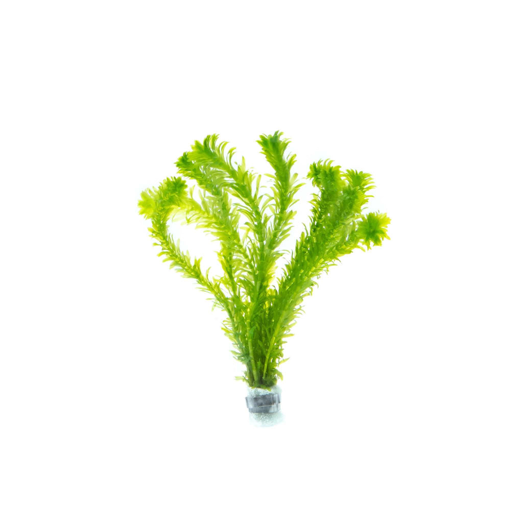 Live Anacharis Aquarium Plant product image 7
