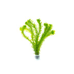 Live Anacharis Aquarium Plant product image 7