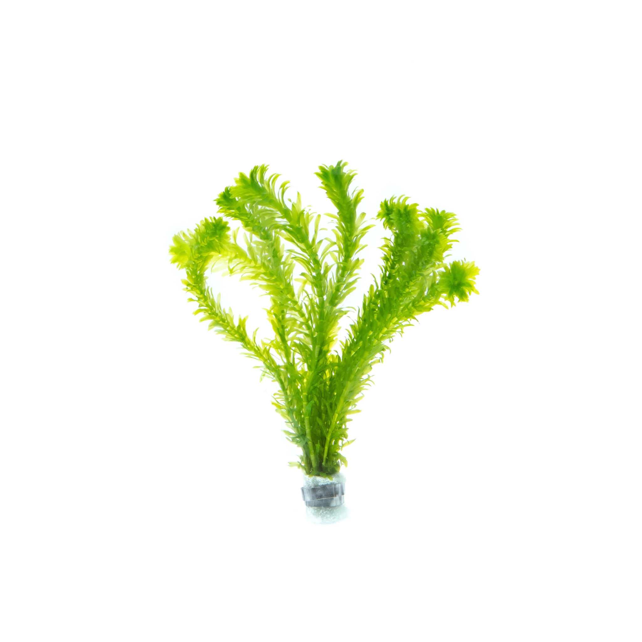 Live Anacharis Aquarium Plant product image 7