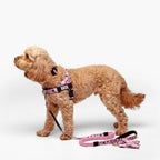 No-Pull Dog Harness and Leash Bundle product image 7