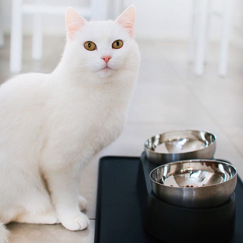 Elevated Stainless Steel Cat Bowl product image 6