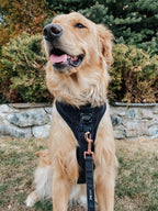 Adjustable Dog Harness product image 7