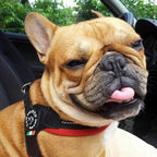 Adjustable Mesh Dog Harness for Small to Medium Pets, Reflective Step-In Design Across Seven Chest Sizes source image 8
