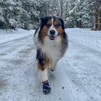 Flexible Dog Booties, Set of Four Water-Resistant Paw Protectors for Hot Pavement, Trails and Winter Walks source image 8